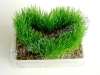 MAGIC GRASS, GROWS INTO ANY SIGN OR WORD YOU CHOSSE!!!!!!!!